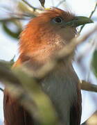 Squirrel Cuckoo