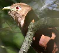 Squirrel Cuckoo