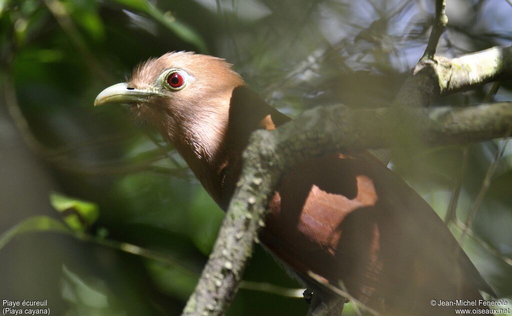 Squirrel Cuckoo