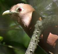 Squirrel Cuckoo