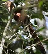 Squirrel Cuckoo