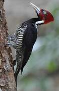 Pale-billed Woodpecker