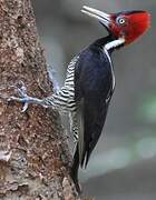 Pale-billed Woodpecker