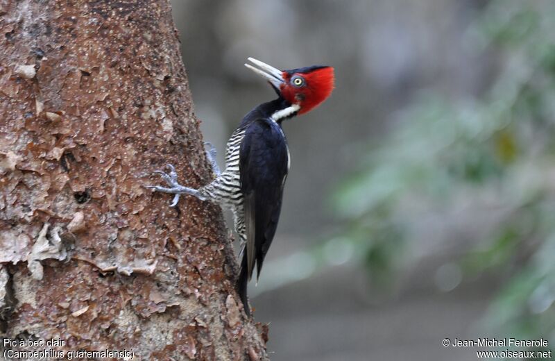 Pale-billed Woodpecker female