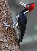 Pale-billed Woodpecker