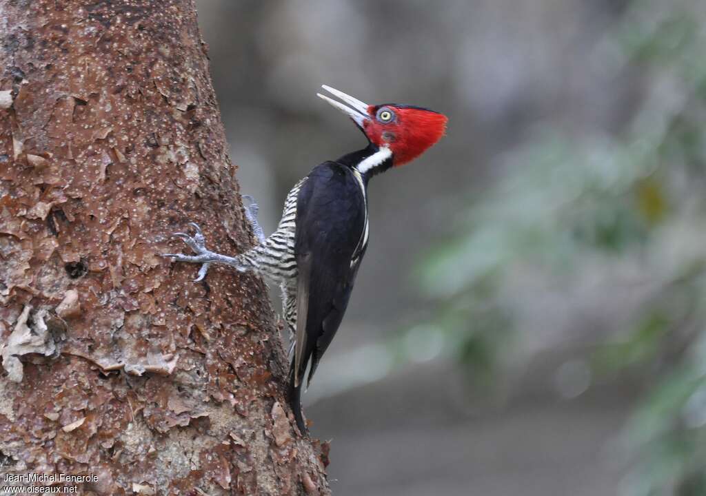 Pale-billed Woodpeckeradult, identification