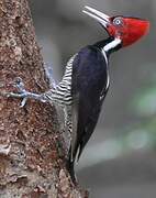 Pale-billed Woodpecker