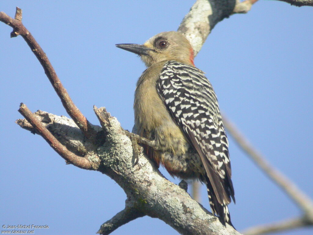 Red-crowned Woodpecker