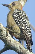 Red-crowned Woodpecker