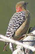 Red-crowned Woodpecker