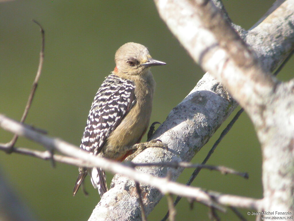 Red-crowned Woodpecker