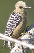 Red-crowned Woodpecker