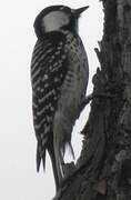 Red-cockaded Woodpecker