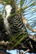 Red-cockaded Woodpecker