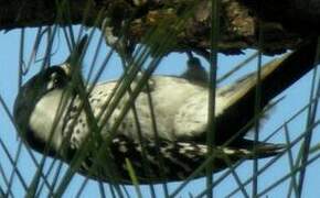 Red-cockaded Woodpecker