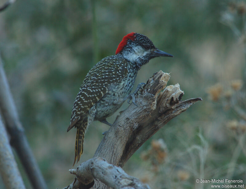 Golden-tailed Woodpecker female adult, identification