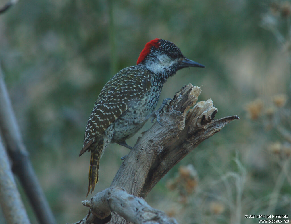 Golden-tailed Woodpecker female adult, identification