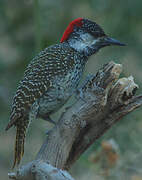 Golden-tailed Woodpecker