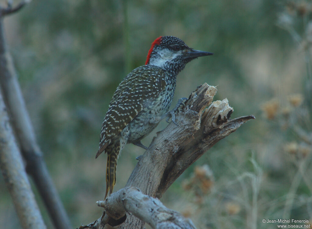 Pic à queue dorée femelle adulte, identification