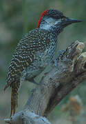 Golden-tailed Woodpecker