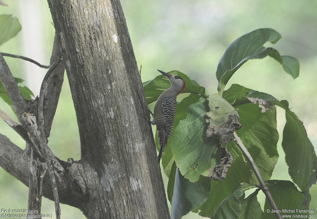 West Indian Woodpecker