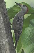 West Indian Woodpecker