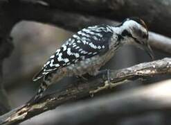 Freckle-breasted Woodpecker