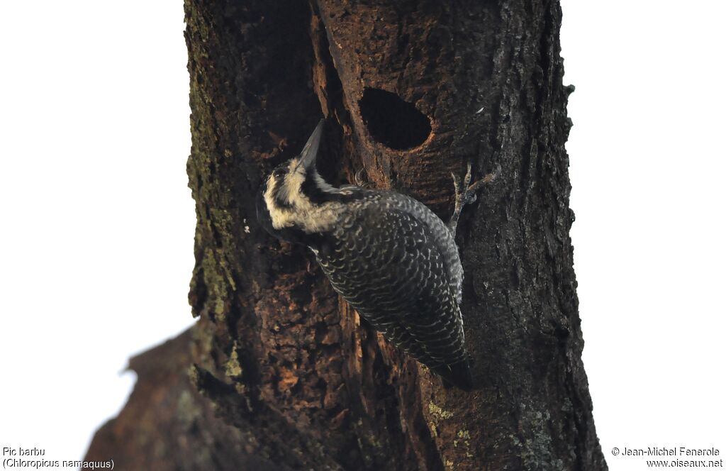 Bearded Woodpecker