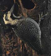 Bearded Woodpecker