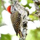 Pic cardinal
