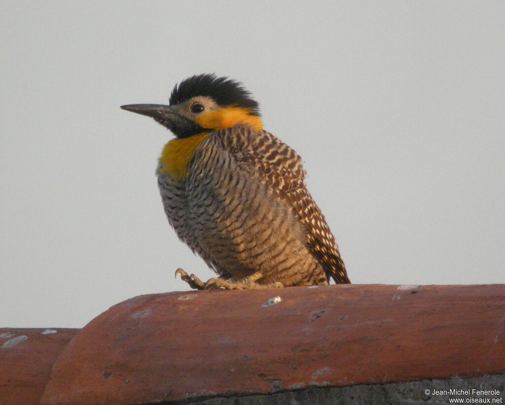 Campo Flicker