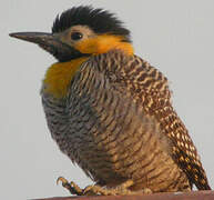 Campo Flicker