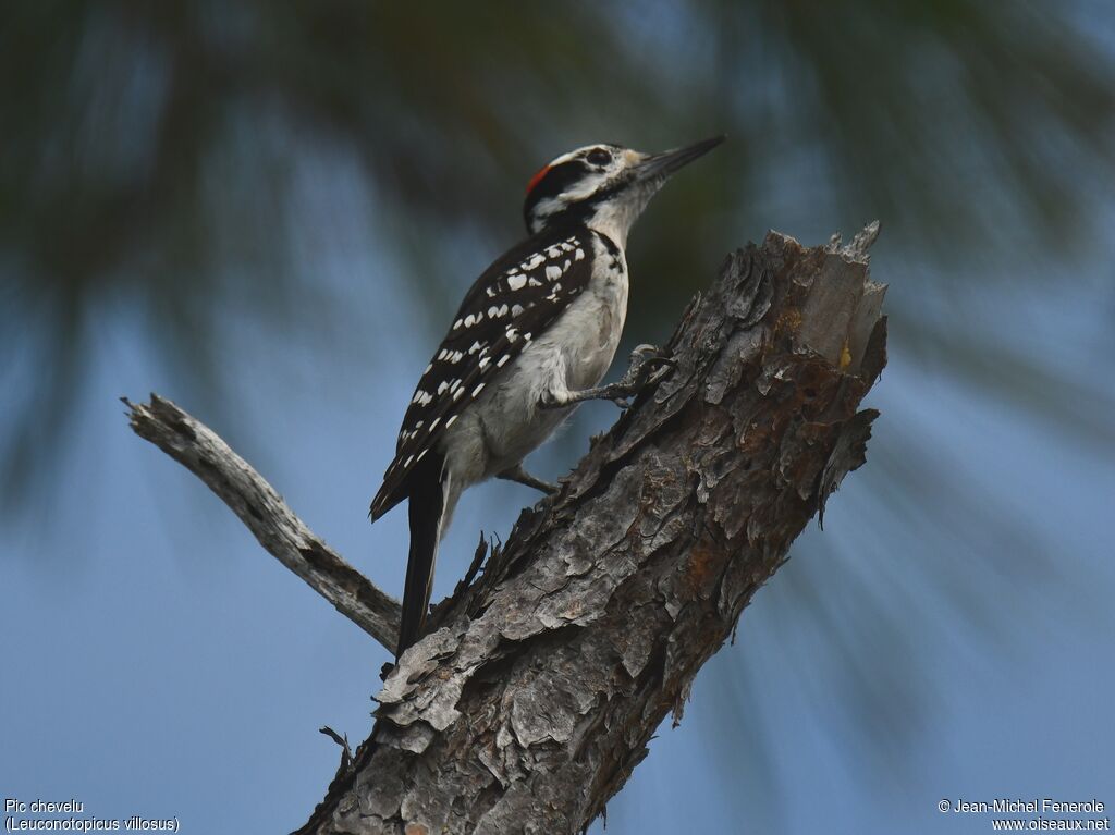 Hairy Woodpecker