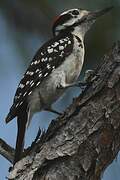 Hairy Woodpecker