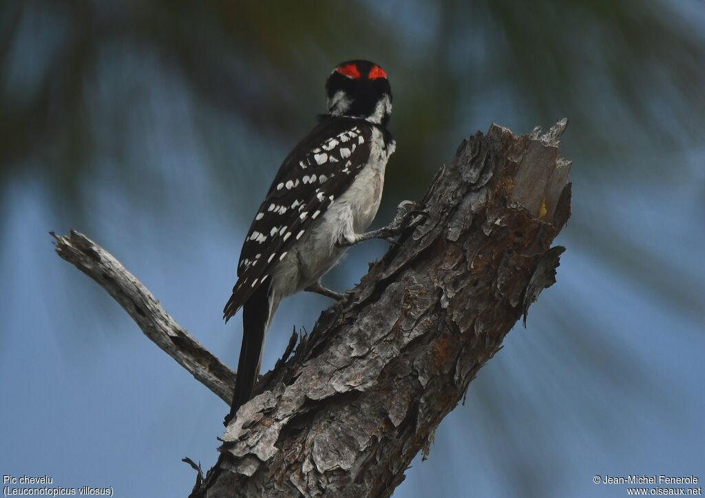 Hairy Woodpecker