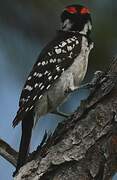 Hairy Woodpecker