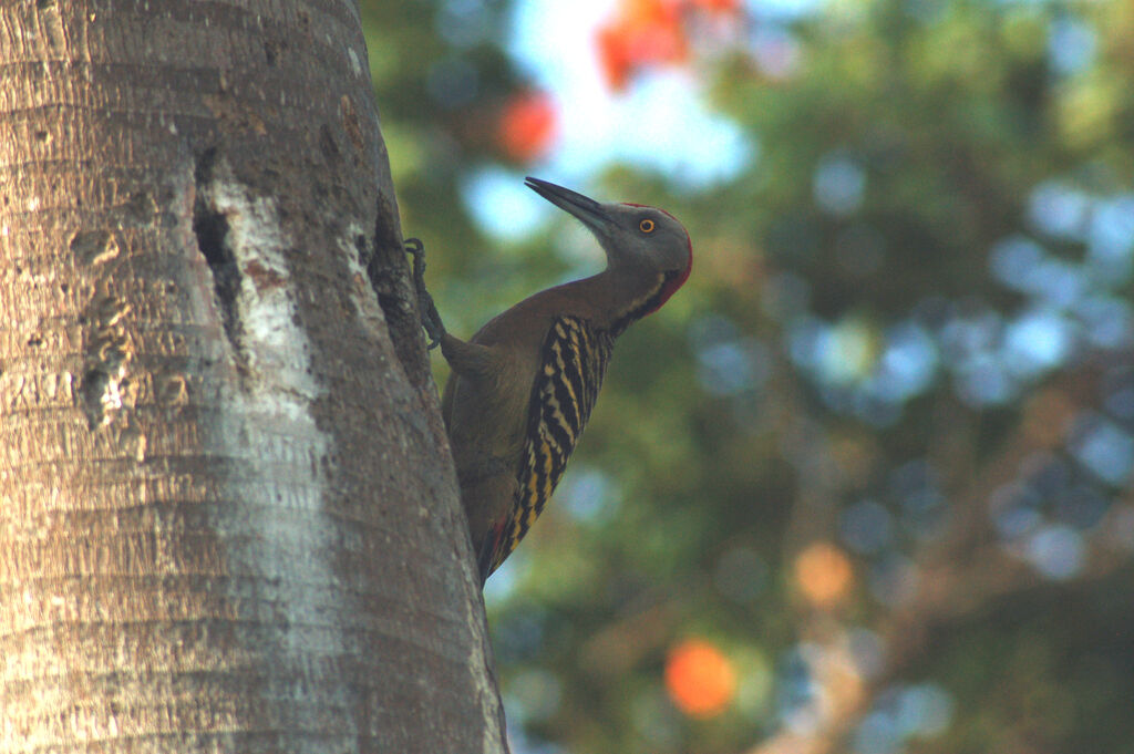 Hispaniolan Woodpecker