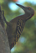 Hispaniolan Woodpecker