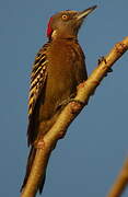 Hispaniolan Woodpecker