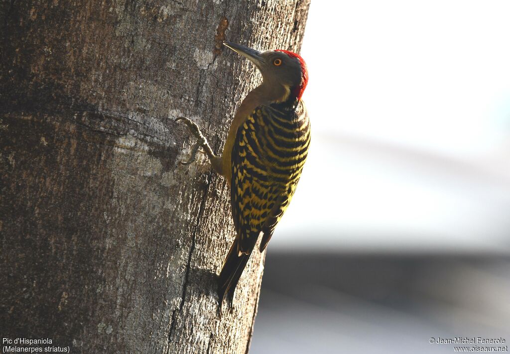 Hispaniolan Woodpecker