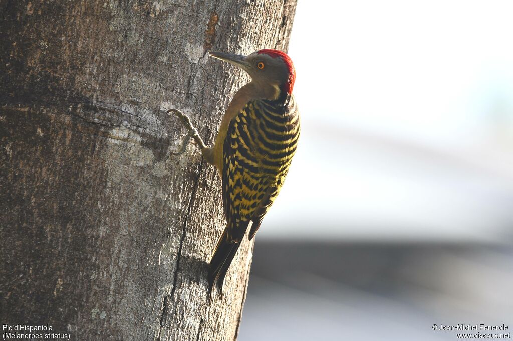 Hispaniolan Woodpecker