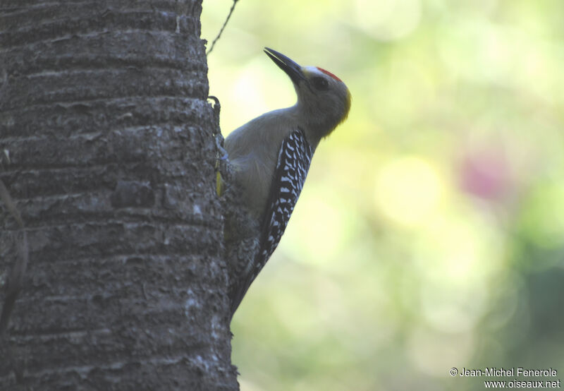 Hoffmann's Woodpecker male