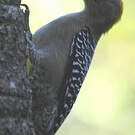 Pic de Hoffmann