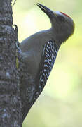 Hoffmann's Woodpecker