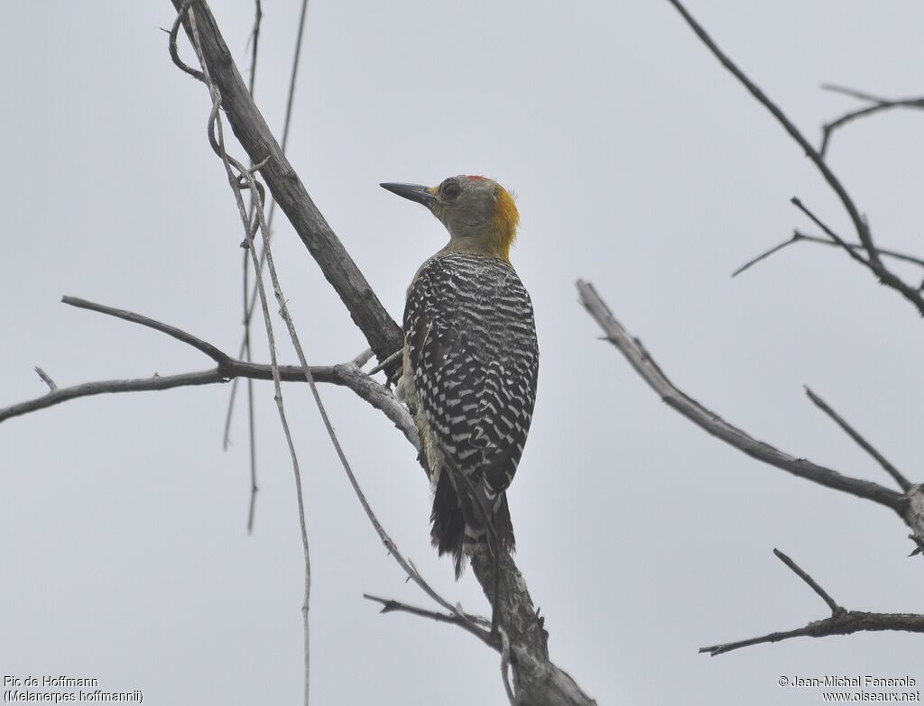 Hoffmann's Woodpecker