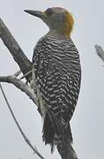 Hoffmann's Woodpecker