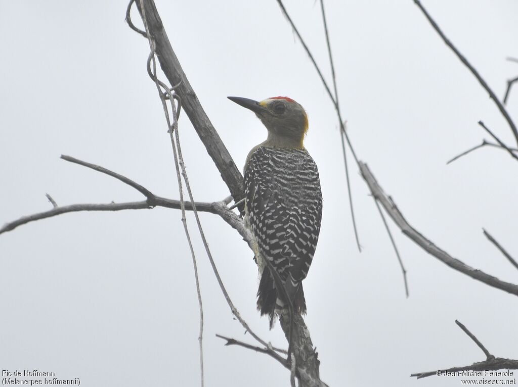 Hoffmann's Woodpecker