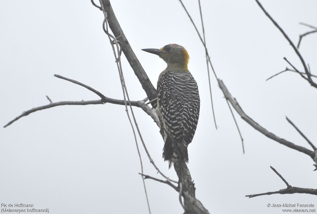 Hoffmann's Woodpecker