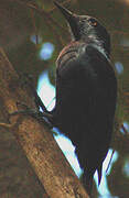 Guadeloupe Woodpecker