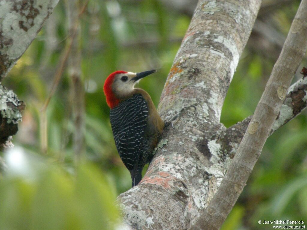 Jamaican Woodpecker